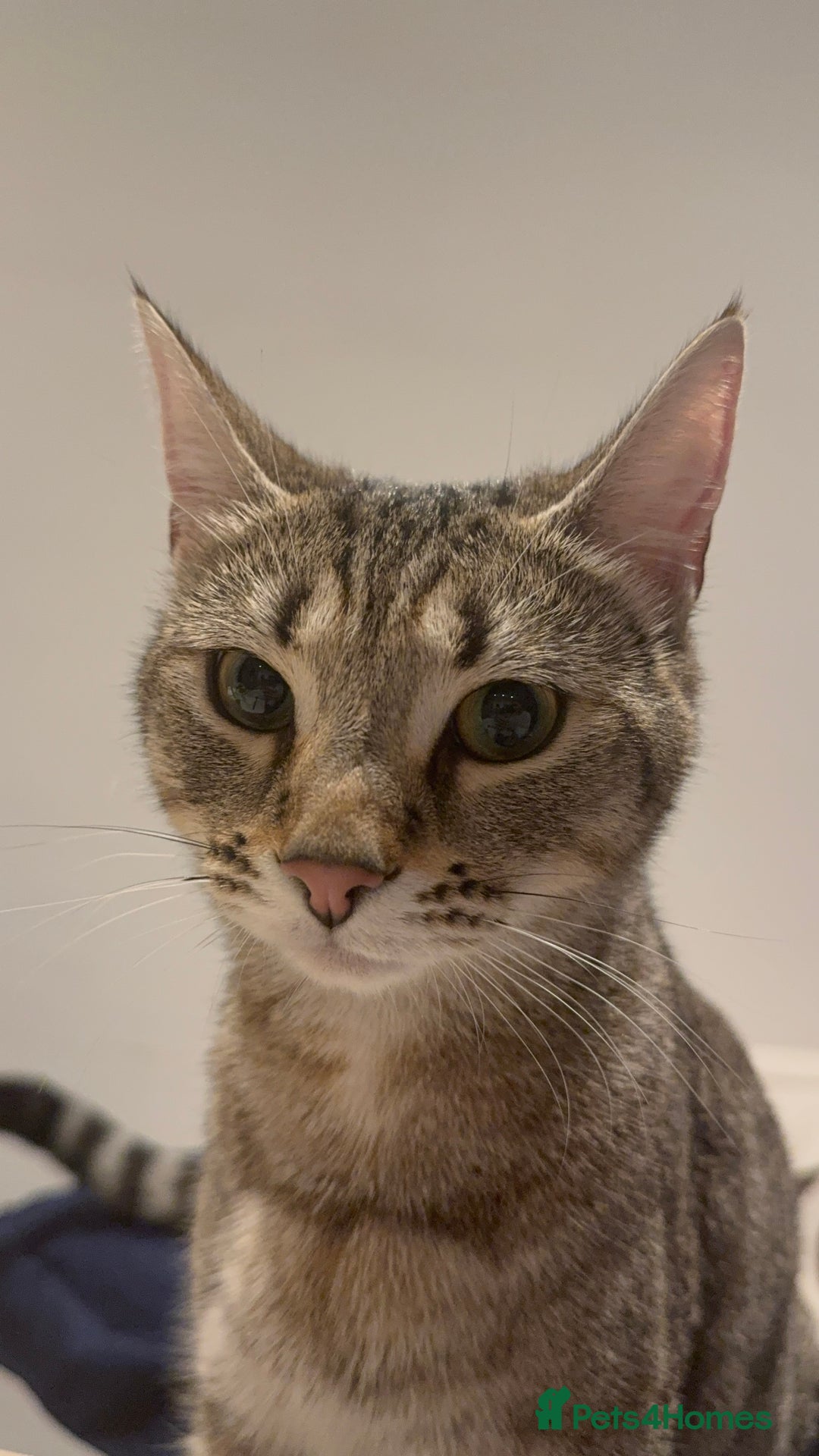 Mixed Breed cats for sale: 🐾 Adorable Kittens Looking for Loving Homes 🤍 - Image 6