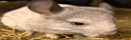 Chinchilla rodents for sale: Baby Chinchillas For Sale  - Advert 6