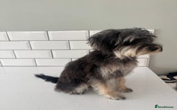 Morkie dogs for sale: 2 male morkies for sale  - Image 5