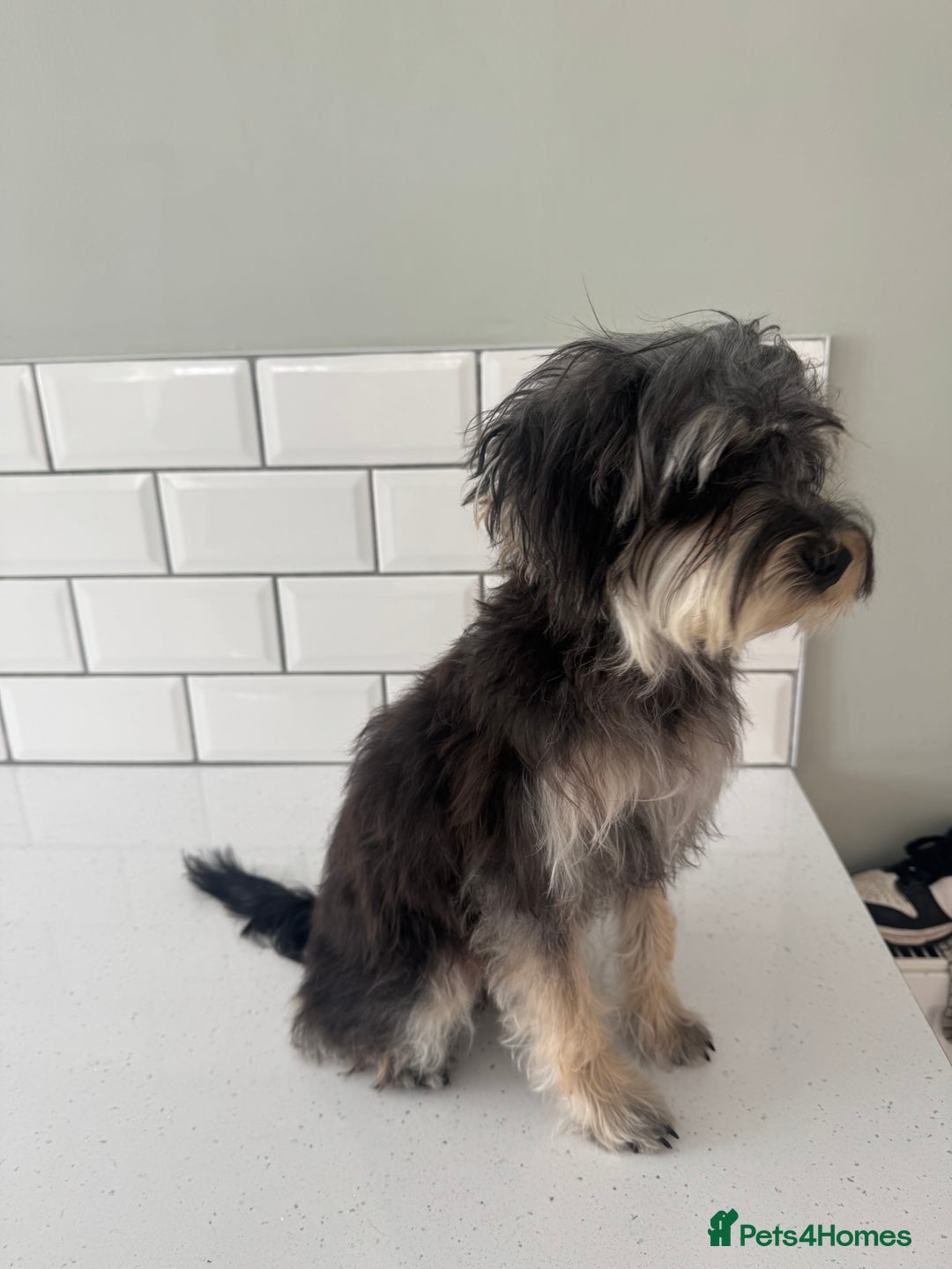 Morkie dogs for sale: 2 male morkies for sale  - Image 5