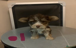 Biewer Terrier dogs for sale: Last 3 Stunning Biewer Terrier puppies - Image 16