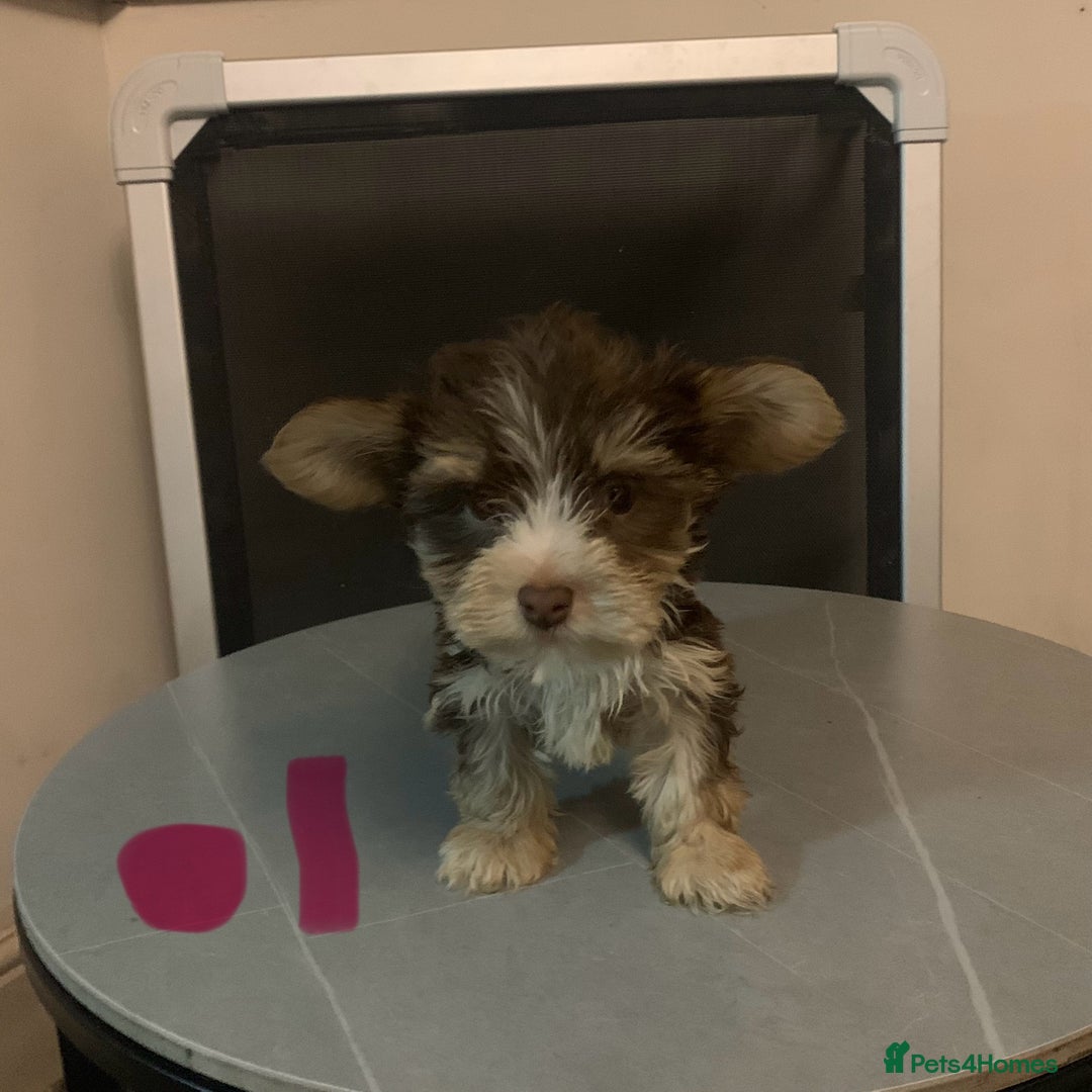 Biewer Terrier dogs for sale: Last 3 Stunning Biewer Terrier puppies - Image 16