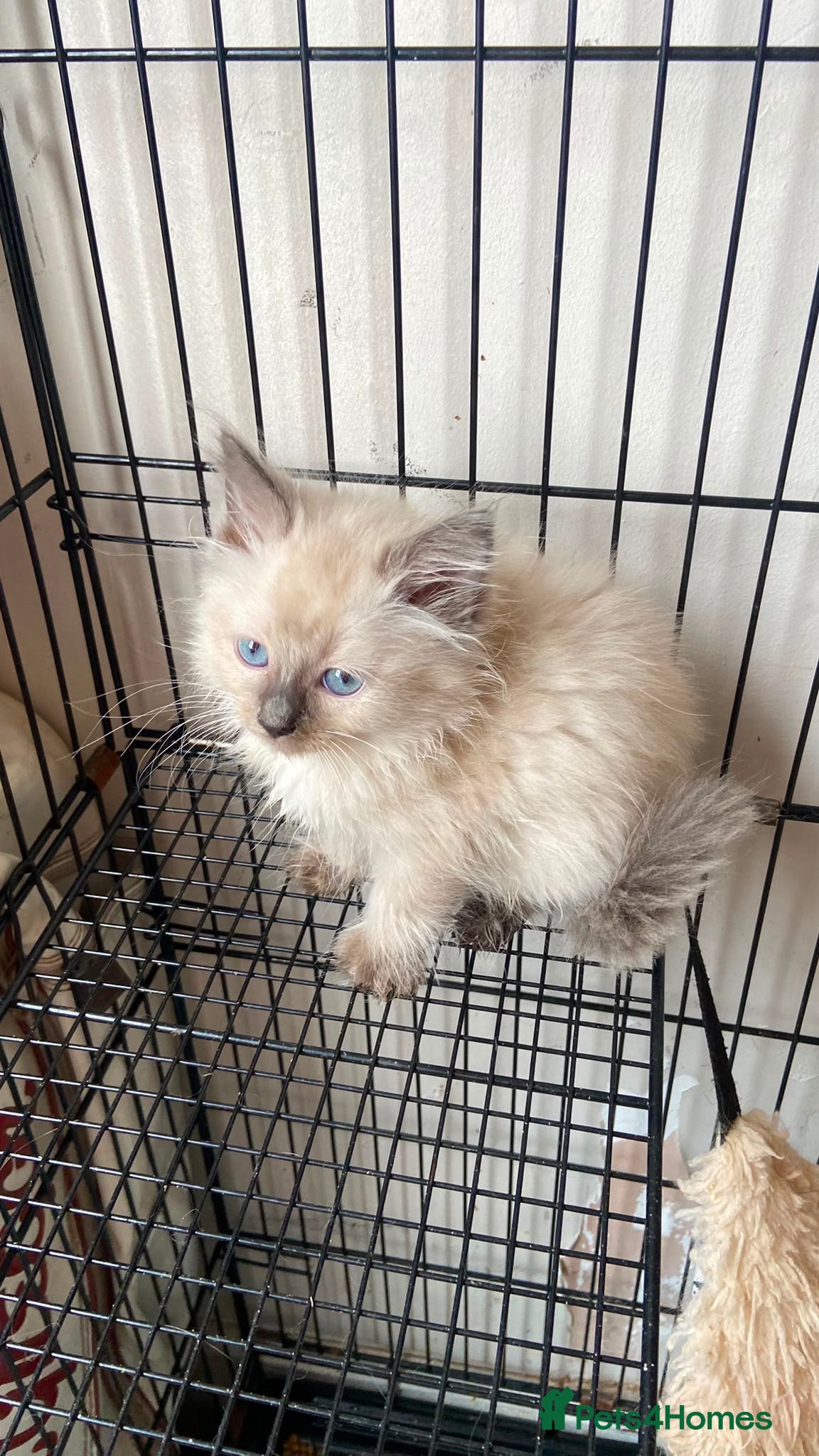 Ragdoll cats Ragdoll 1 BOY kitten - Advert 17