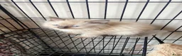 Ragdoll cats for sale: Ragdoll kittens - Advert 4