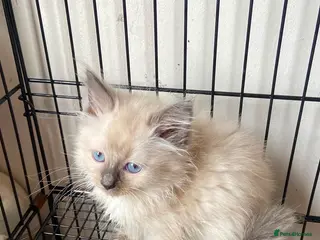 Ragdoll cats Ragdoll 1 BOY kitten - Advert 17