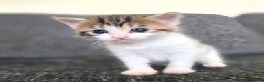 Mixed Breed 2