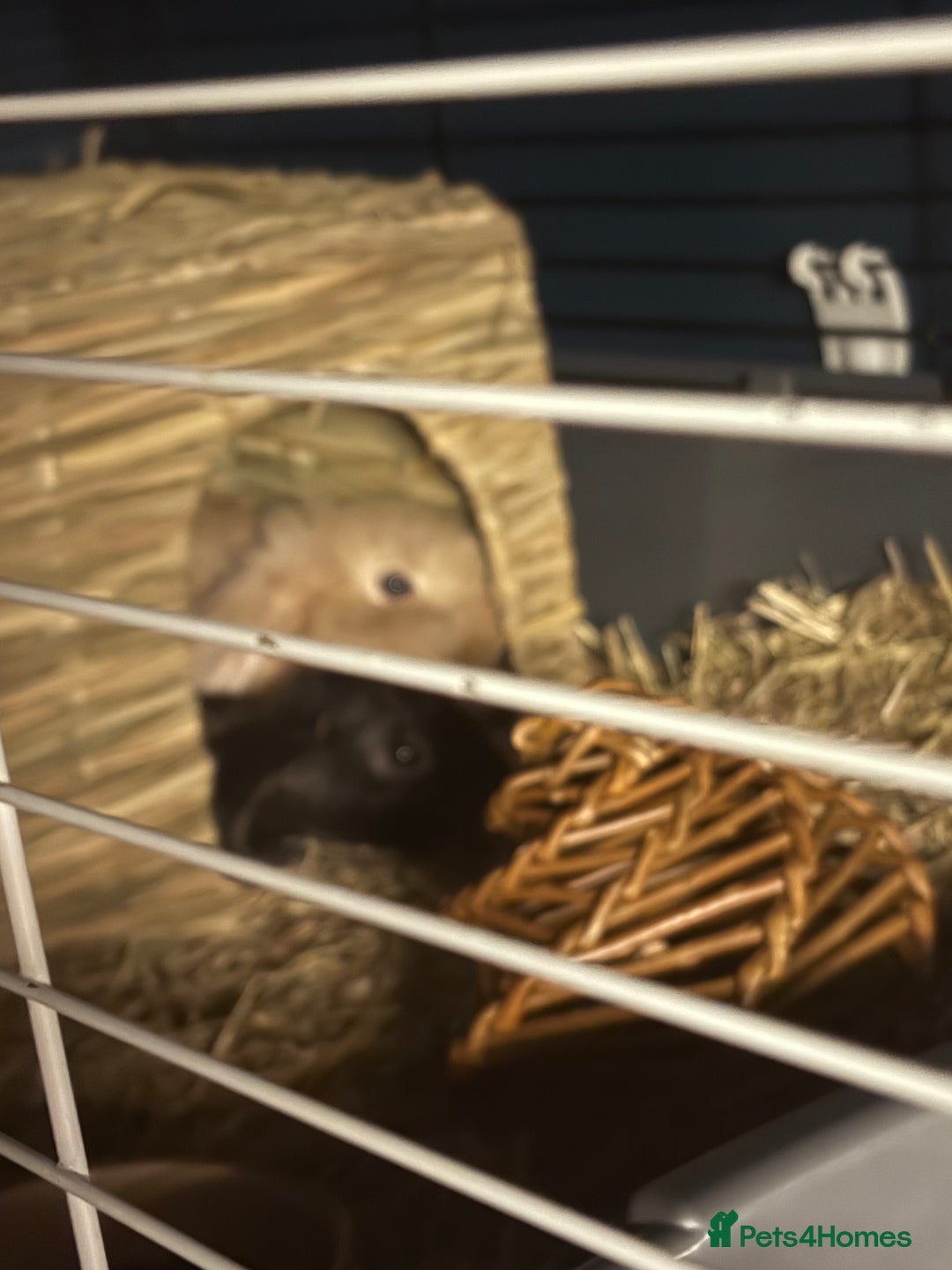 English Lop rabbits for sale: 2 bunnys - Advert 5