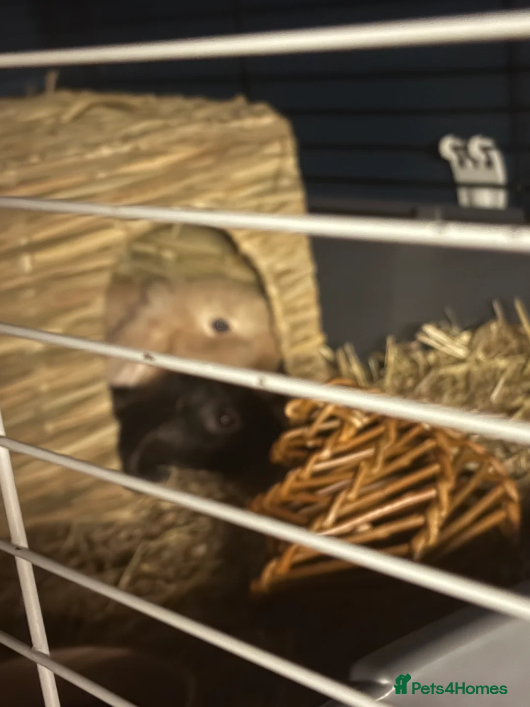 English Lop rabbits for sale: 2 bunnys - Advert 5