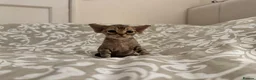 Devon Rex cats for sale: 2026 Devon Rex litters  - Advert 12