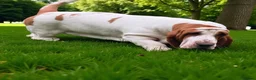 Basset Hound dogs for sale: Basset hound amazing couple  - Advert 2