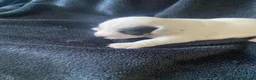 Jack Russell dogs for sale: Stunning litter of jackrussels  - Advert 9