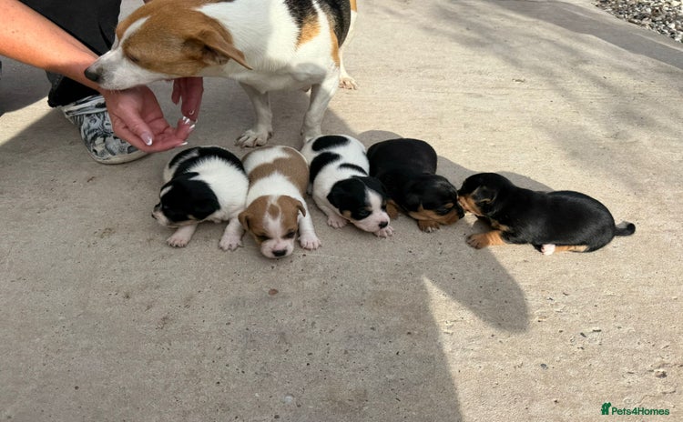 Jack Russell dogs - Advert 12