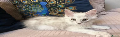 Cleopatra