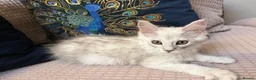 Maine Coon cats for sale:  Beautiful blue high silver shaded and mackerel  - Advert 5