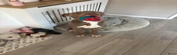 American Bully dogs for sale: Rocky American Bully 11 months old  - Advert 4