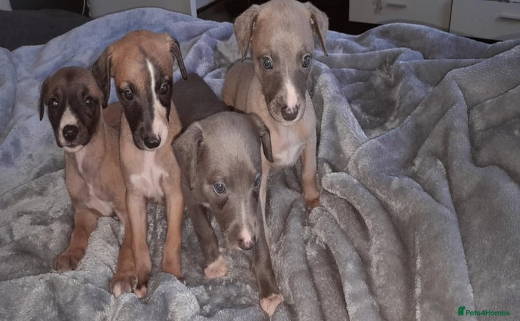 Whippet dogs - Advert 6