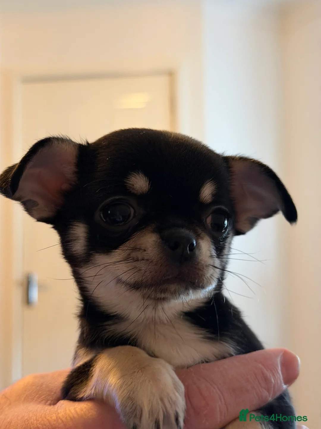Chihuahua dogs for sale: Beautiful female tri coloured chihuahua  - Advert 1