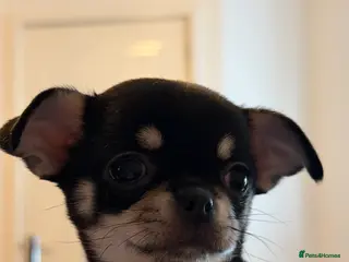 Chihuahua dogs Beautiful female tri coloured chihuahua - Advert 15