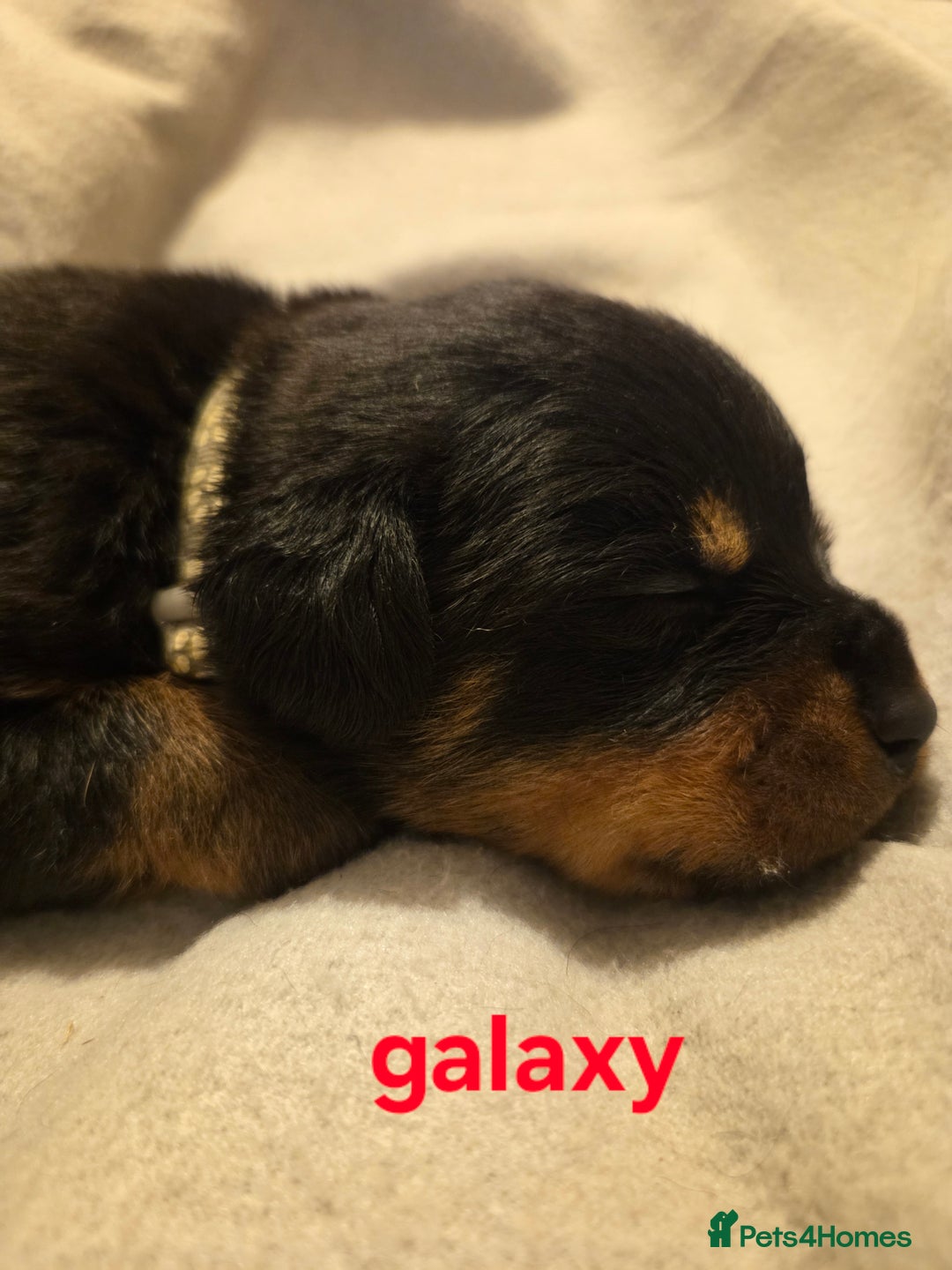 Rottweiler dogs for sale: Rottweiler puppies - Advert 23