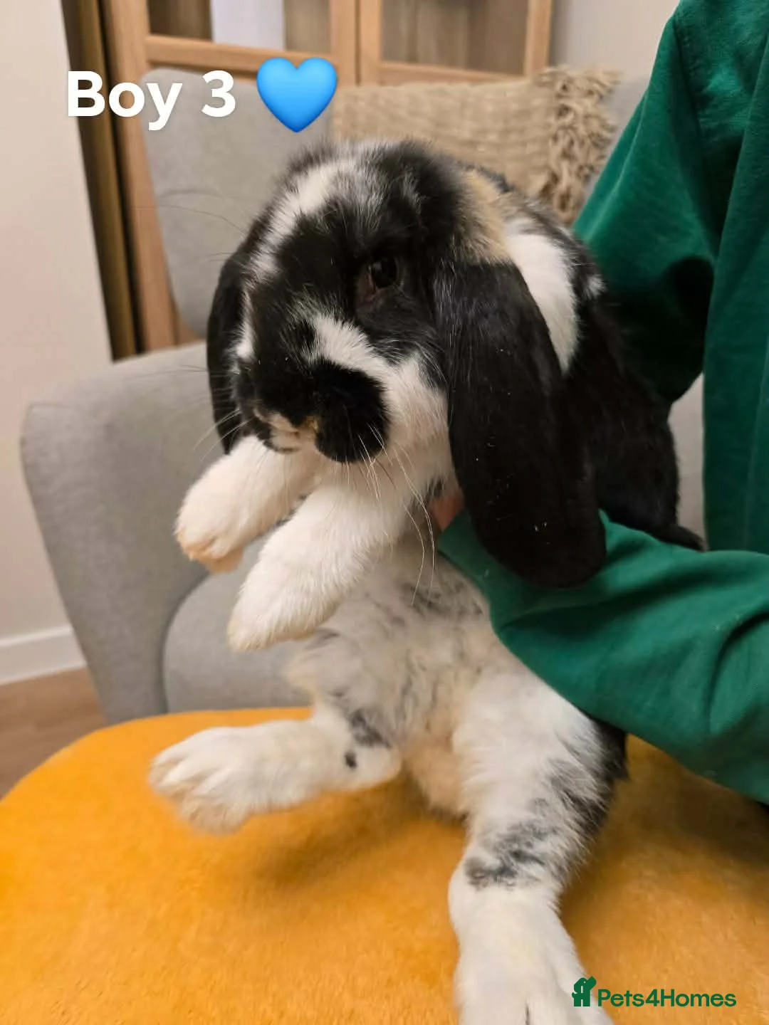 French Lop rabbits for sale: French lop boys - Advert 1