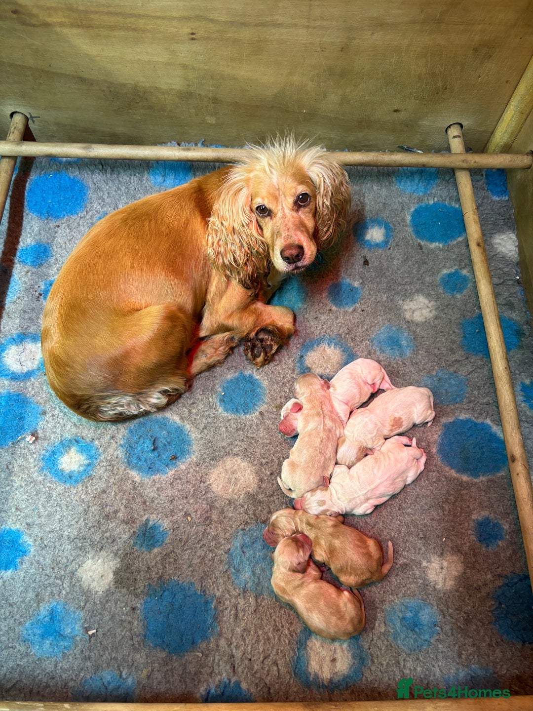 Cocker Spaniel dogs for sale: 100% proper Cocker spaniel pups for sale - Image 5