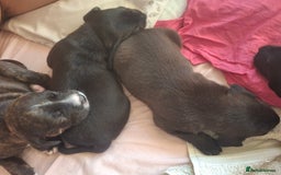 Mixed Breed dogs for sale: 2 boy 2 girls springer mixed with staff puppys - Image 24