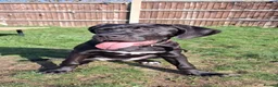 Cane Corso dogs for sale: Female cane corso  - Advert 3