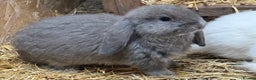 French Lop rabbits for sale: Gorgeous French lop bunnies - Advert 4