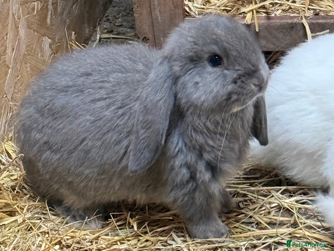 French Lop rabbits for sale: Gorgeous French lop bunnies - Advert 4