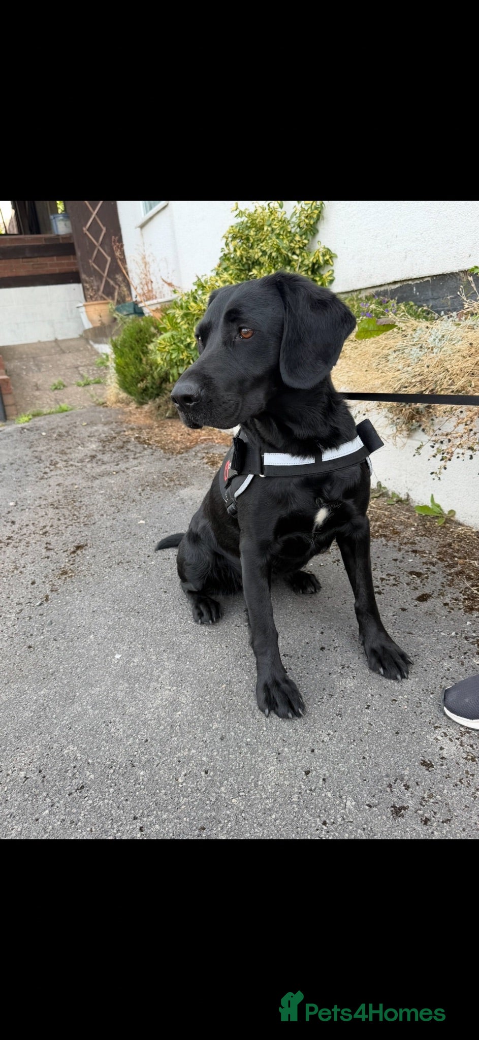 Labrador Retriever dogs Dog for sale  - Advert 1