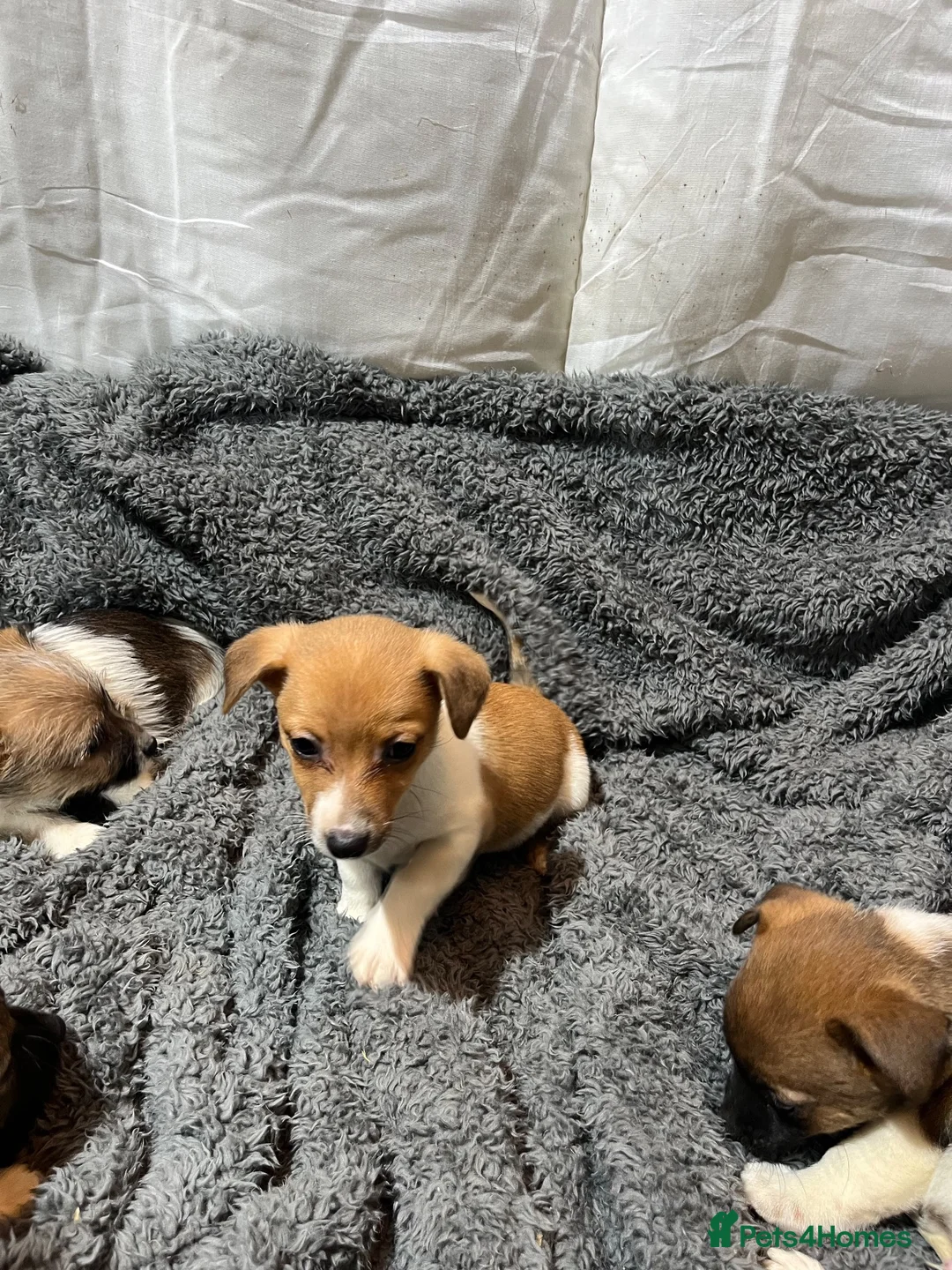 Jackapoo dogs for sale: Beautiful jack a poo pups  - Advert 6