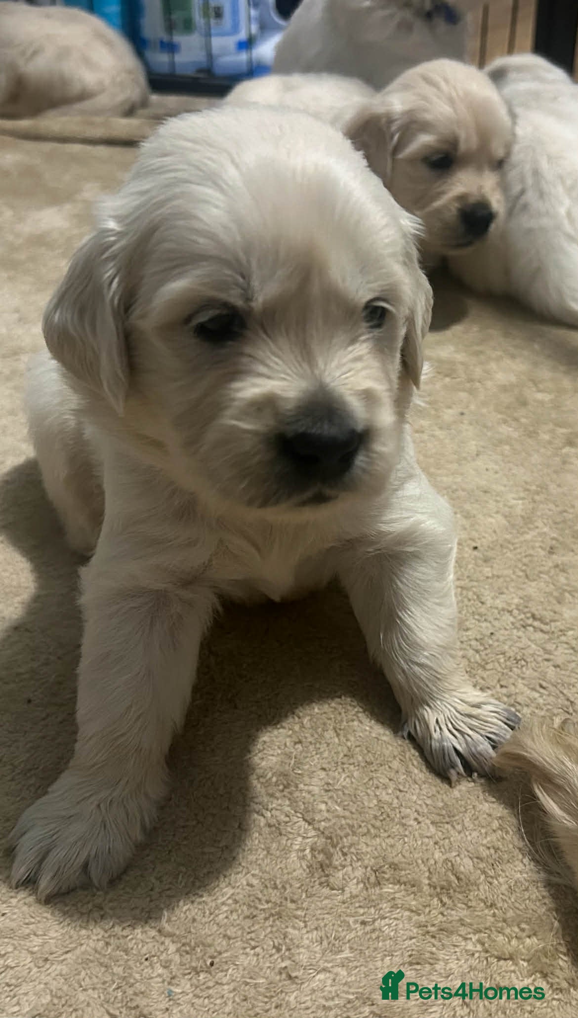 Golden Retriever dogs Golden Retriver puppies  - Advert 3