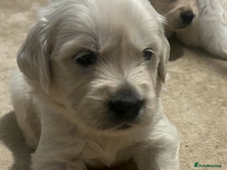 Golden Retriever dogs Golden Retriver puppies - Advert 8