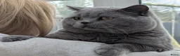 British Shorthair cats for sale: Pedigree bicolour blue British shorthair boy - Advert 23