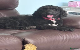 Cockapoo dogs for sale: 3 year old male cockapoo - Image 1