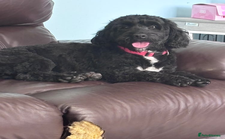Cockapoo dogs - Advert 3