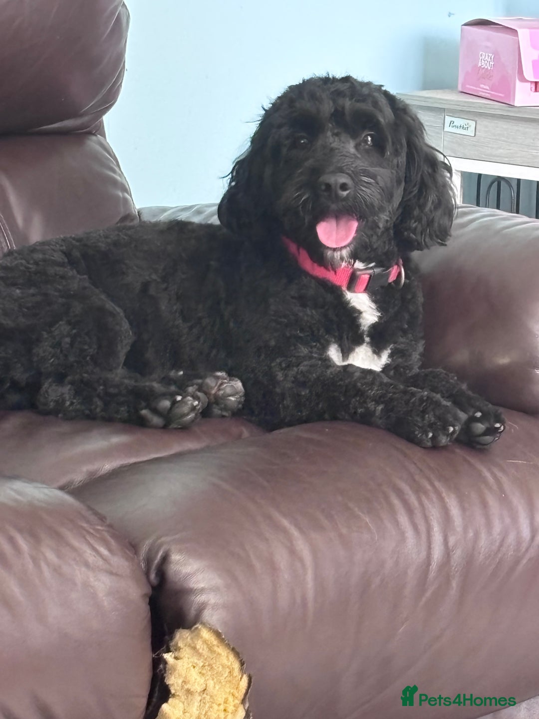 Cockapoo dogs for sale: 3 year old male cockapoo - Image 1