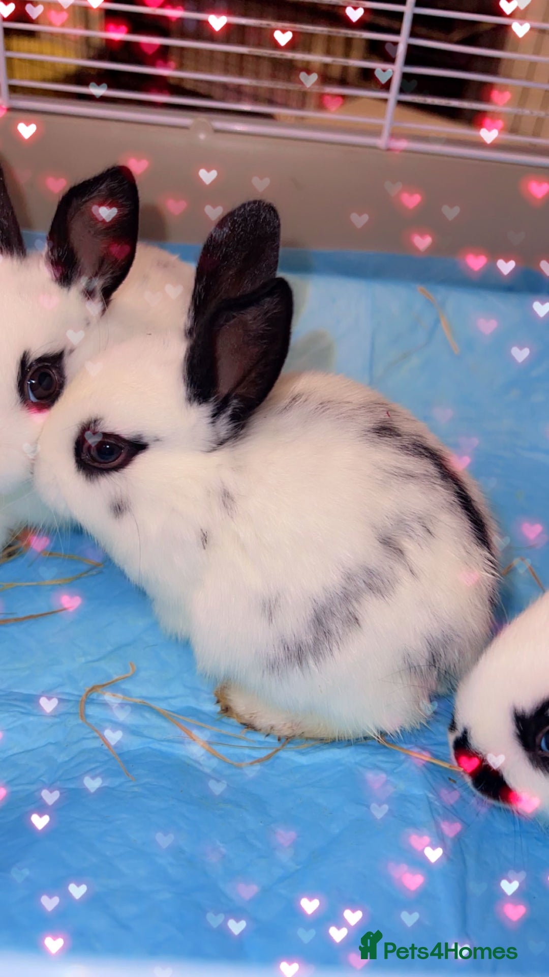 English Spot rabbits for sale: 🐰Beautiful Rabbits Available to Loving Homes🐰 - Advert 3