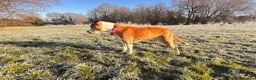 Mixed Breed dogs for sale: Roxy for adoption due to moving overseas - Advert 6