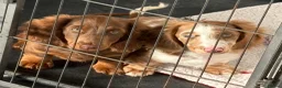 Miniature Dachshund dogs for sale: Long haired miniature Dachshund puppies - Advert 2