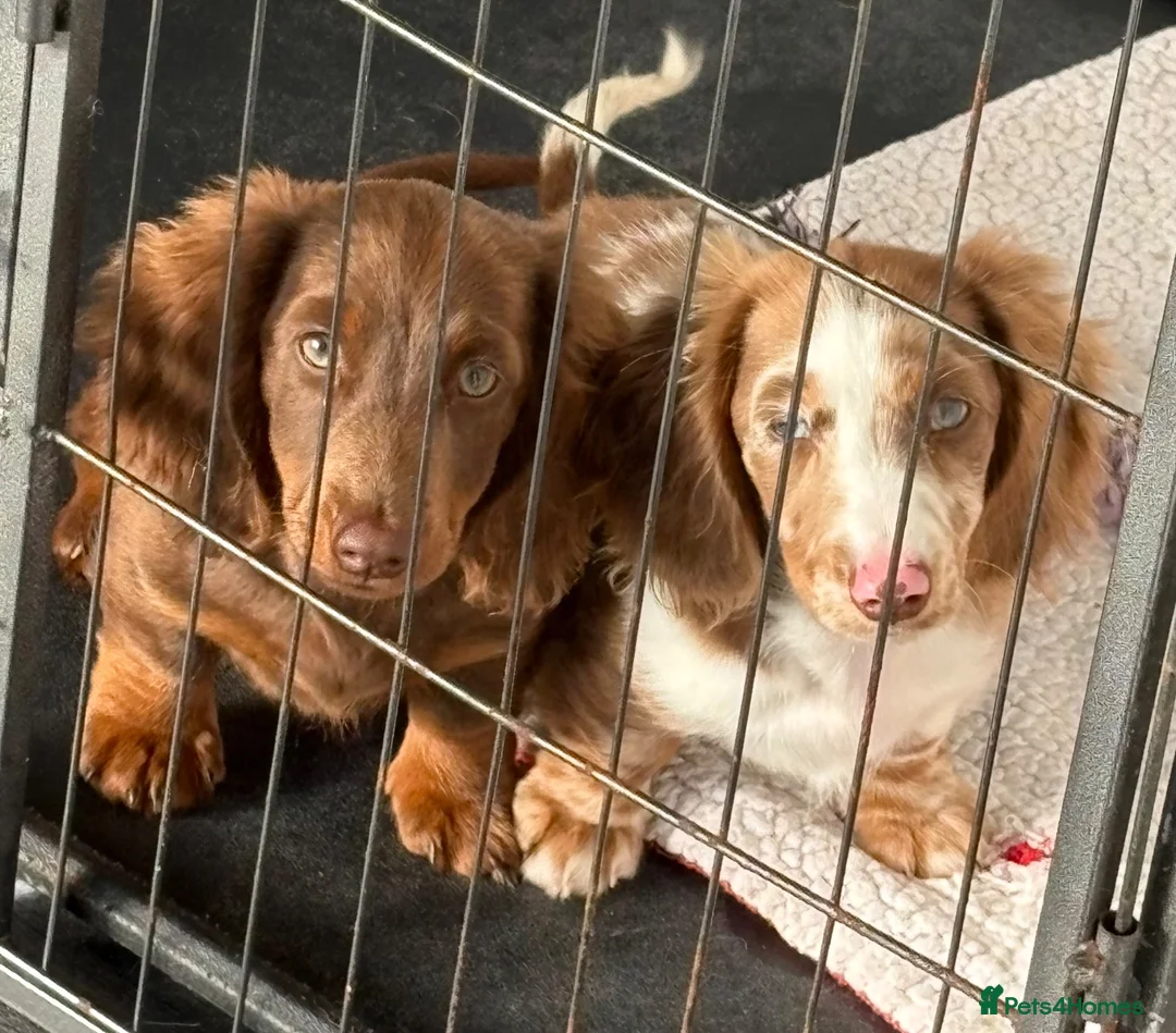 Miniature Dachshund dogs for sale: Long haired miniature Dachshund puppies - Advert 2