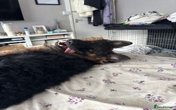German Shepherd dogs for sale: Rehoming 1 Year Old German Shepherd Male - Image 12