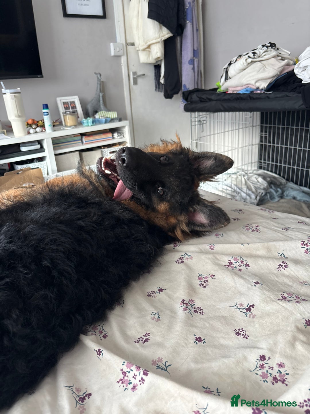 German Shepherd dogs for sale: Rehoming 1 Year Old German Shepherd Male - Image 12