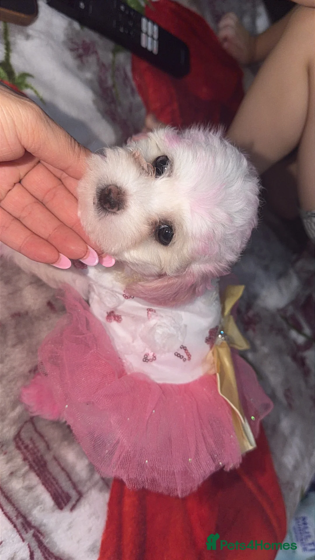 Bichon Frise dogs for sale: 4 Bichon Frisé puppies looking for their new home - Advert 1