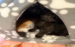 Mixed Breed cats for sale: 2 girl kittens  - Image 9