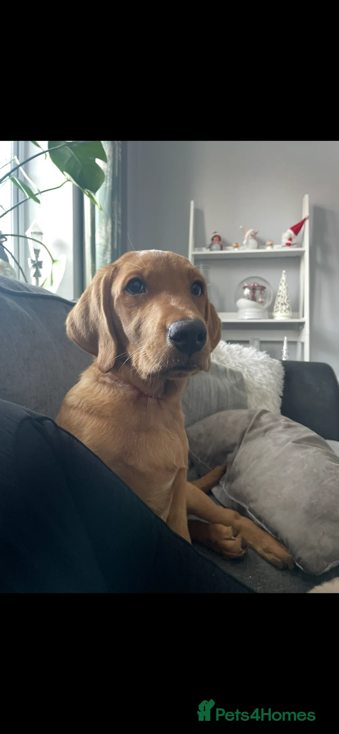 Labrador Retriever dogs for sale: Red fox Labrador  in Attleborough - Advert 2