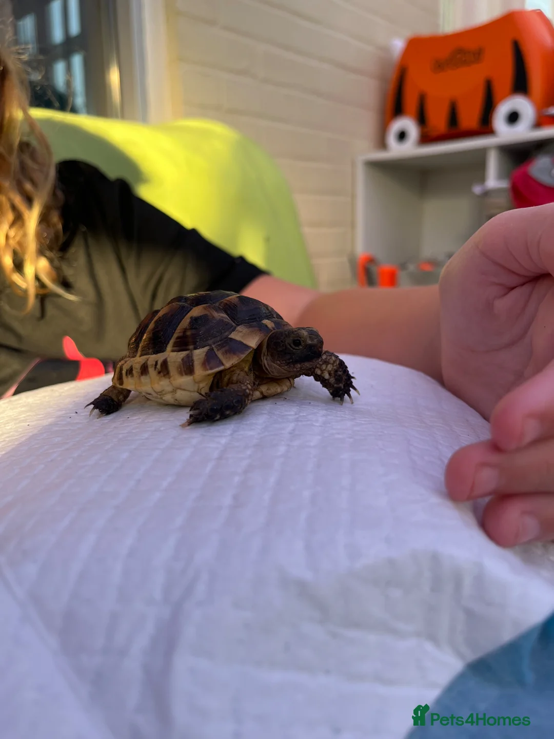 Tortoise reptiles for sale: Spur Thigh Tortoise + Enclosure, Heat Pad & Lamp  - Advert 3