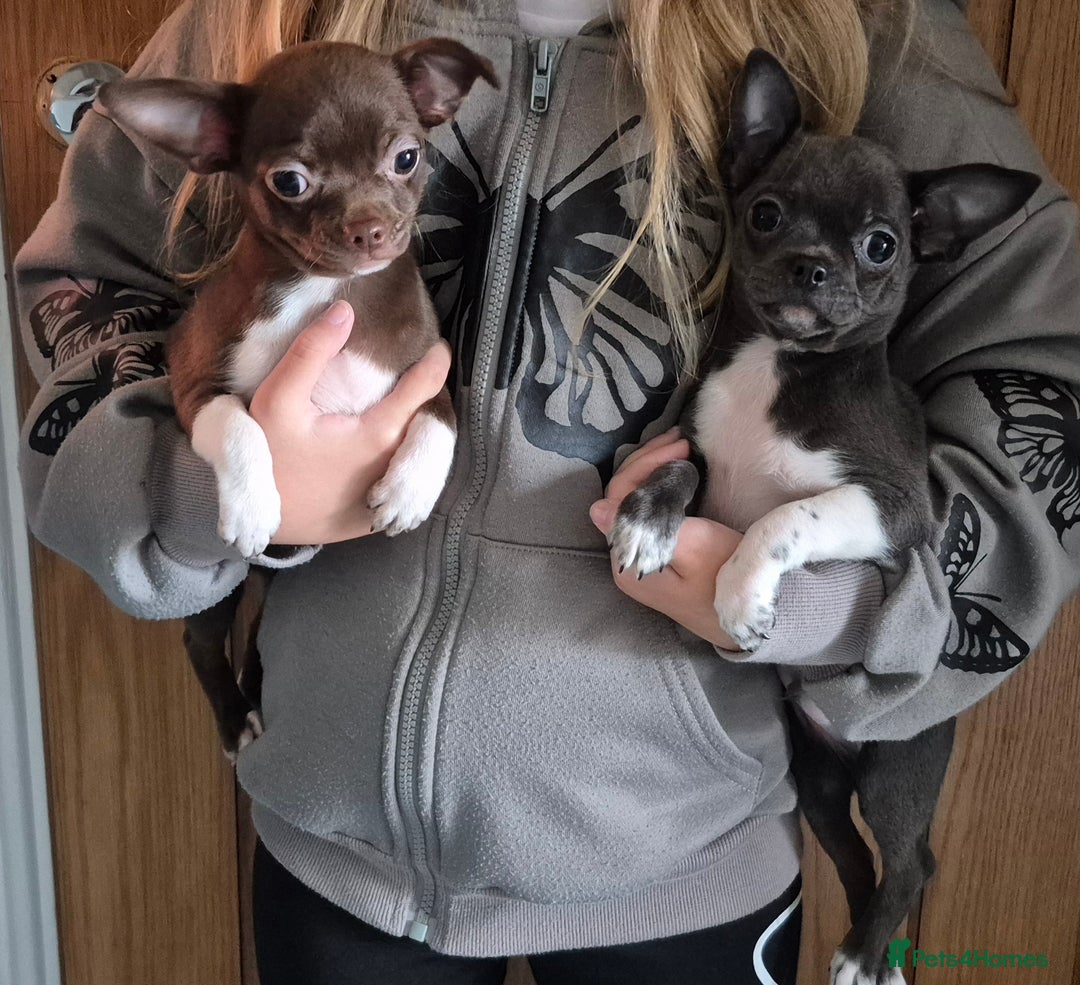 Chihuahua dogs for sale: ❤️Amazing Chihuahua Puppies - Image 2