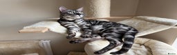 Bengal cats for sale: 💙Stunning Silver Charcoal black spotted tabby  - Advert 6