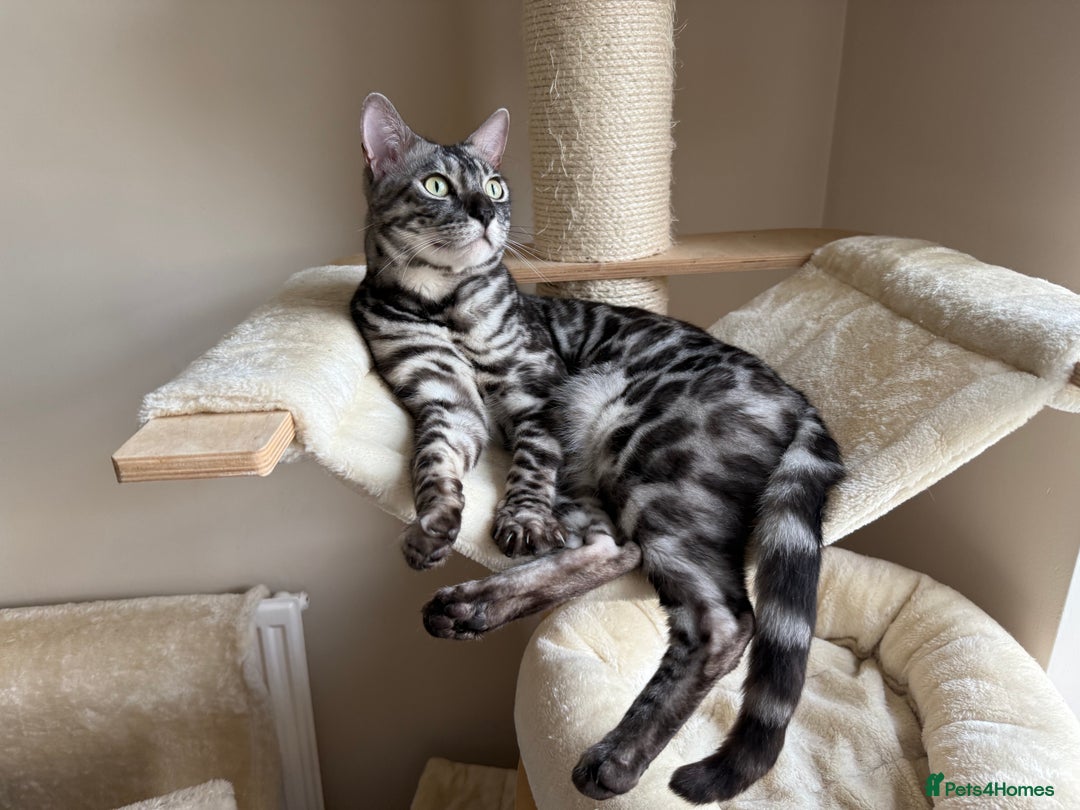 Bengal cats for sale: 💙Stunning Silver Charcoal black spotted tabby  - Advert 6